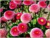 fleurs-paquerettes-super-ponponnette.jpg