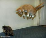 chat+en+levitation.jpg