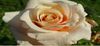 rose saumon.jpg