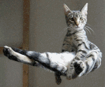 levitating-cat-is-back.gif