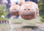 55841.gif