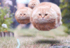 55841.gif