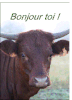 458-Bonjour%20toi%20la%20vache_maxi[1].gif