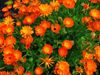 calendula-officinalis-2.jpg