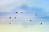 MusicBirds.jpg