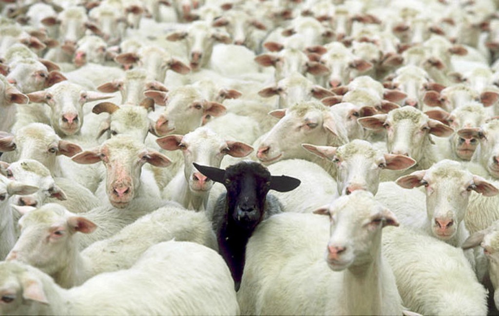 mouton noir.jpg