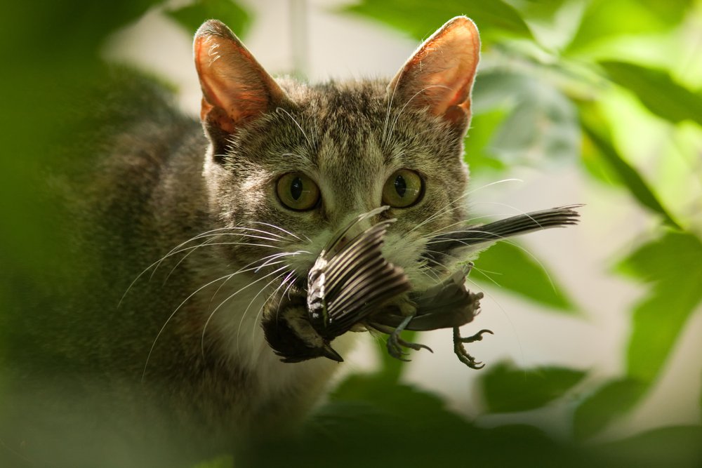 chat-oiseau-chasse.jpg