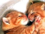 chaton.jpg