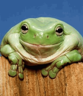 grenouille.dentee.gif