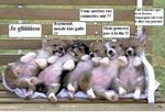 chiots.jpg