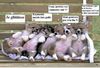 chiots.jpg
