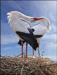 amour cigogne.jpg