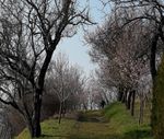 arbres en fleurs.jpg