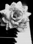 rose misique.jpg