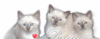 BeloteGif10.gif
