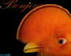 bj0806 Joel Sartore.jpg