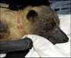 chauve-souris-0.png