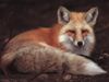 renard_11.jpg