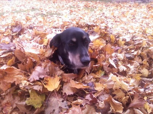 chien_feuilles011.jpg