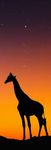 girafe.jpg
