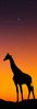 girafe.jpg