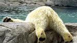 ours-bourre.jpg