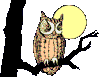 chouettes-32.gif
