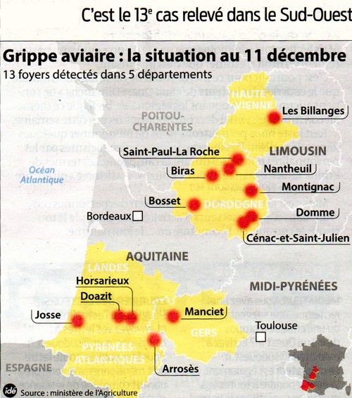 GrippeAviaire.jpg