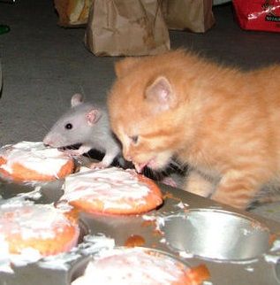 Chat & souris.jpg