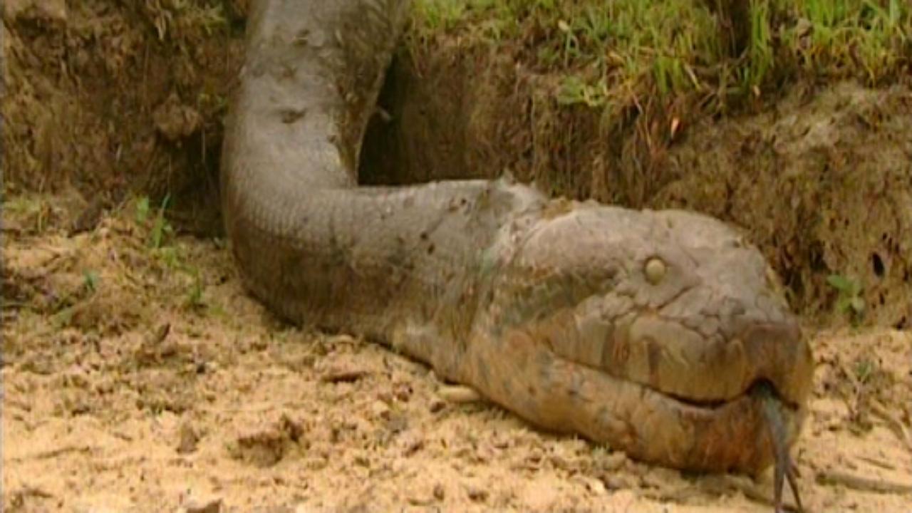 snake-2.jpg