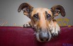 bj3101 Elke Vogelsang.jpg