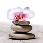 de-bourgies-stephane-orchidee-aux-galets.jpg