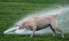 chien_jet_eau.jpg