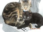 Patounette et Luna 1.JPG