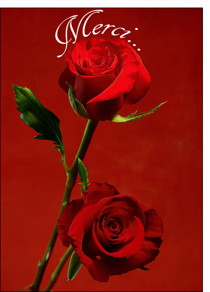 824-Merci sur une rose_maxi.gif