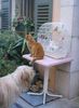 chat chien oiseau.jpg