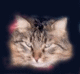 schat.27636.gif