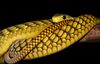 Rob Olivier - Western Green Mamba