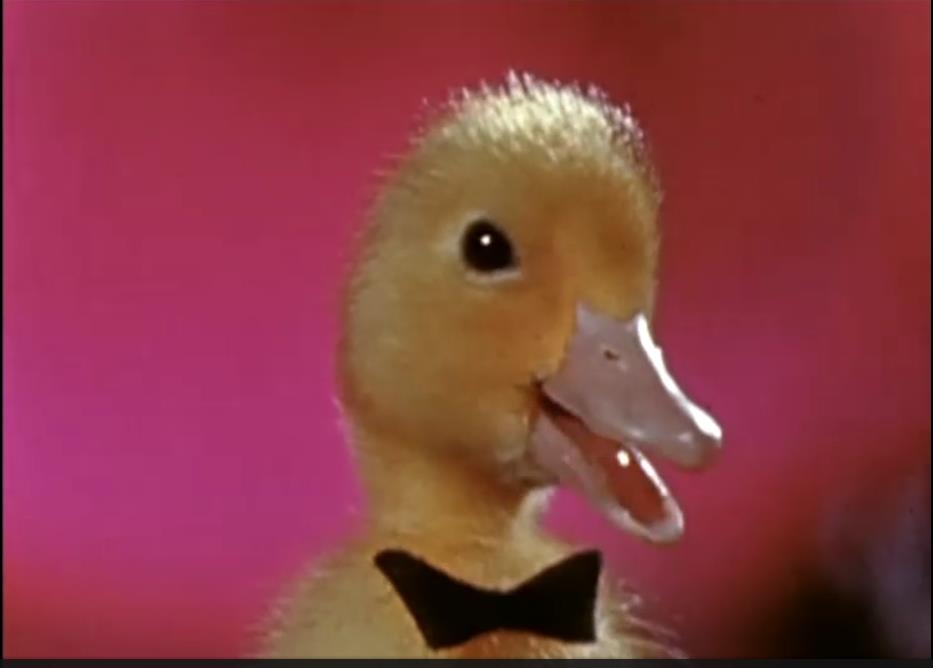 Joyeux Anniversaire A Notre Canard Communaute Ebay