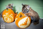 bebes-tigres-avec-des-citrouilles.jpg