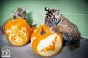 bebes-tigres-avec-des-citrouilles.jpg