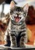 Les-smileys-de-JV-com-rire.jpg