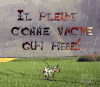 vache.gif