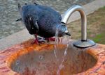 canicule