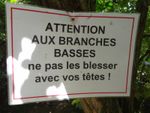 branches