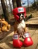 boxer
