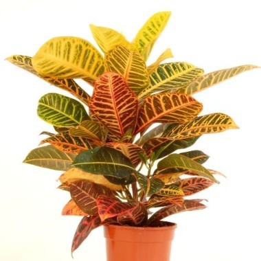 4288-croton-petra-codiaeum_diapo_68.jpg