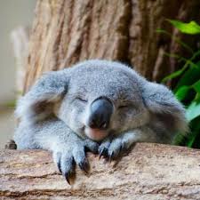 koala sieste 2.jpg