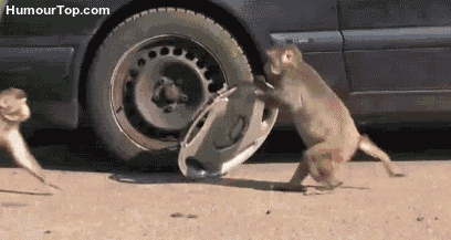 Singe_Voleur_2.gif