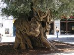 palma arbre.JPG